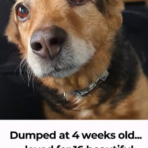 A Dog’s 16-Year Journey to Joyful Farewell