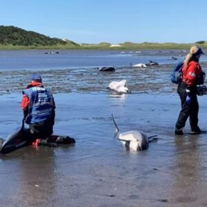 125 Dolphins Trapped on Cape Cod Fight for Life in Stunning Rescue