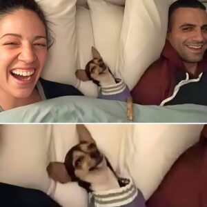 This Adorable Dog Steals the Bed and Hearts in Viral Family Moment