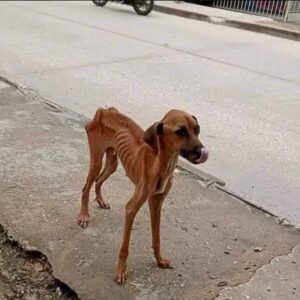 Starving Stray Dog’s Desperate Search for Survival