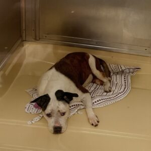 Samantha’s Silent Struggle in the Shadows