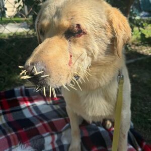 Injured Dog’s Unbreakable Spirit Shocks Rescuers