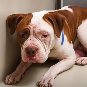 Champ’s Shelter Nightmare: A Dog’s Heartbreaking Struggle Unveiled