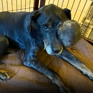 Gus Turns 12: The Untold Tale of a Texas Street Dog’s Triumph