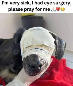 Dog’s Eye Surgery Struggle: A Heartfelt Recovery Story Unveiled