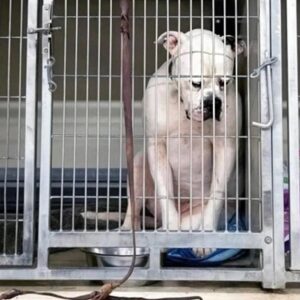 Shelter Dog’s Final Day Turns Into a Jaw-Dropping Adoption Miracle
