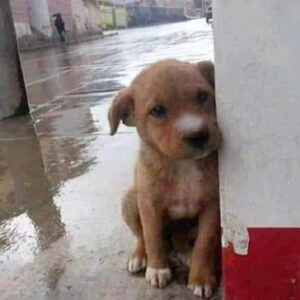 Neglected Puppy’s Astonishing Recovery