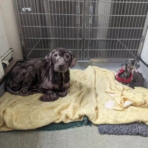 Two Emaciated Dogs’ Heart-Wrenching Survival Stuns Onlookers