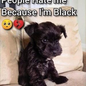 Black Puppy’s Sad Stare Sparks Viral Debate
