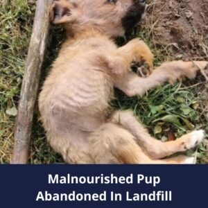 From Landfill Despair to Joy: The Incredible Journey of a Malnourished Pup