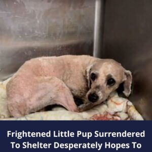 Terrified Maltese Puppy’s Shelter Ordeal Will Tug at Your Heart