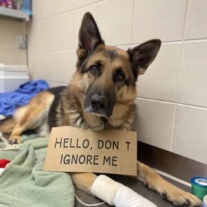 Injured German Shepherd’s Plea for Attention Breaks Hearts