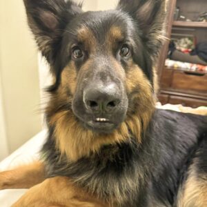 Dog’s Hilarious Misadventure with a Vibrating Collar Mishap