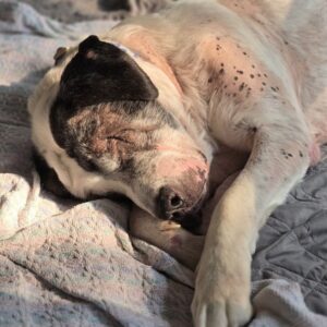 Blind Dog’s Heart-Wrenching Survival Story Will Leave You Speechless