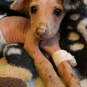 Puppy Found Freezing in a Freezer Defies Odds