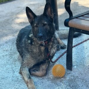 How Sosa, the Hero Dog, Found Hope After Horrific Ordeal