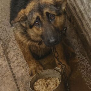 Abandoned Dog Alpha Runs Again After Heartbreaking Rescue
