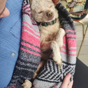 Heartbreaking Plight: Young Dog in ER Battles Fleas, Sores