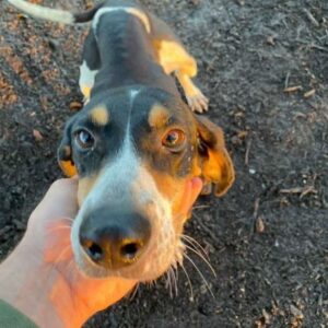 From Despair to Joy: Stray Dog’s Life Transforms in a Single Day