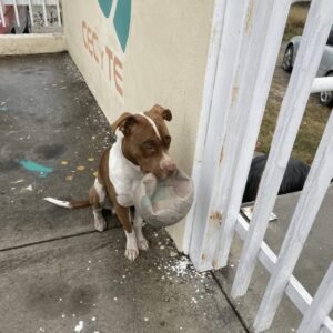 The Loyal Dog Left Behind by His Schoolyard Friends