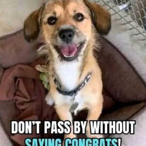 Rescued Dog’s Joyful Adoption Will Melt Your Heart