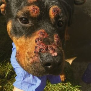 Scarred Dog’s Stunning Transformation
