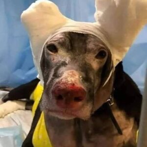 Heartbreaking Dog Attack: A Tale of Resilience and Recovery