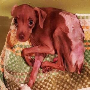 Pea’s Tragic Fight: 8-Month-Old Pup Paralyzed by Dog Attack Shocks All