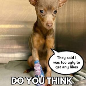 Tiny Pup Proves Beauty Lies in Her Resilient Spirit