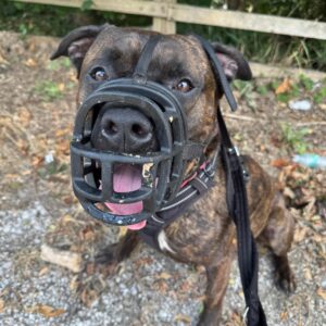 How This Clever Dog Mastered His Muzzle Like a Pro