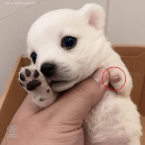 Tiny Puppy’s Midnight Rescue Turns Despair into Hope
