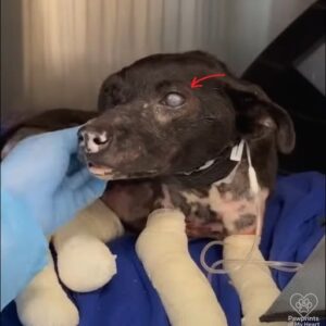 Hero Dog’s Epic Battle: Kama Survives Fire to Inspire All