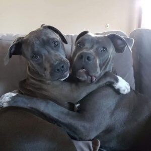 Rescued Dogs Tied Together Defy Odds in Epic Healing Journey