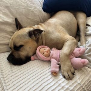 Rescued Dog Finds Warmth and Hope on His First Night Home