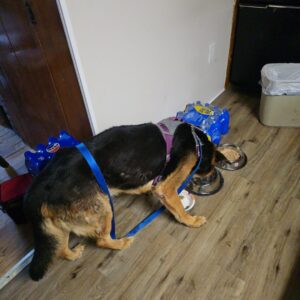 Malnourished Dog’s Heartbreaking Rescue Shock