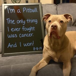 Pitbull’s Victorious Cancer Battle Shatters Stereotypes
