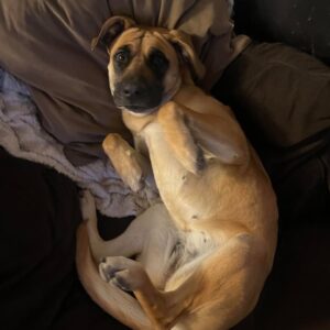 A Puppy From Meat Market to Forever Home