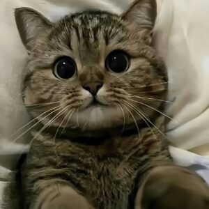 Should You Keep a Feral Cat Indoors After Spaying?