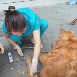 Sick Dog’s Final Days of Love