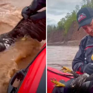 Heroic Man Dives Into Action to Save Drowning Bald Eagle