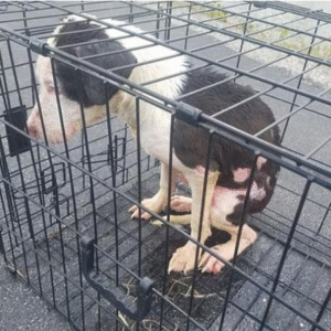 Teacher’s Brave Rescue Saves Puppy from Icy Lake Cage