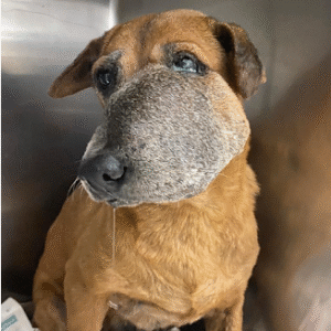 Courageous Dog’s Cancer Fight Inspires a Community’s Love