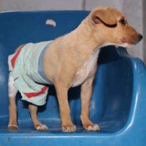 Tiny Street Puppy Rahi Overcomes Massive Hernia with Life-Saving Surgery