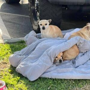 Unbreakable Trio Defies Abandonment with Fierce Loyalty