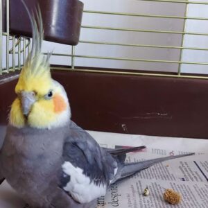 Cockatiel Lands on Fisherman’s Boat Miles from Shore