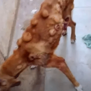 Abandoned Dog’s Recovery After Left to Die from Cancer