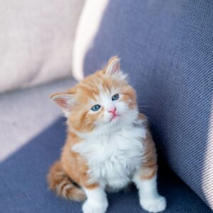 tiny-white-and-orange-kitten