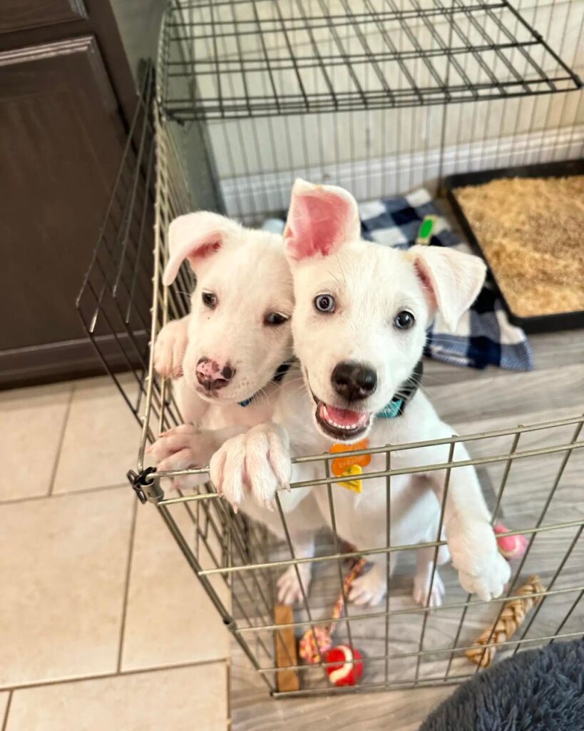 Puppies playtime was fun