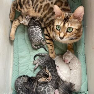 Cat’s Rescue: A Mother’s Trust Born from Compassion