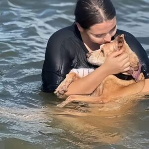 Noa the Rescued Dog’s Heartwarming Farewell Touches Lives in Culiacán